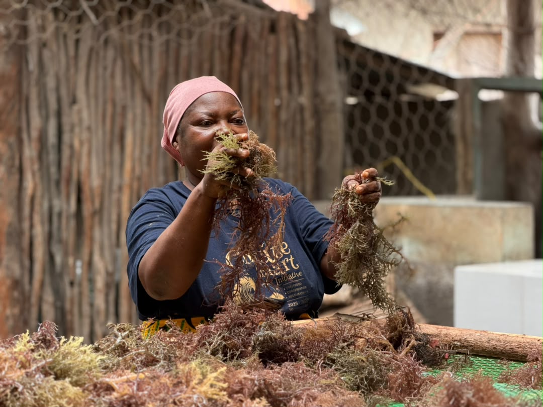 From Mats to Raised Racks: A Simple Change Improving Seaweed Quality in Saadani